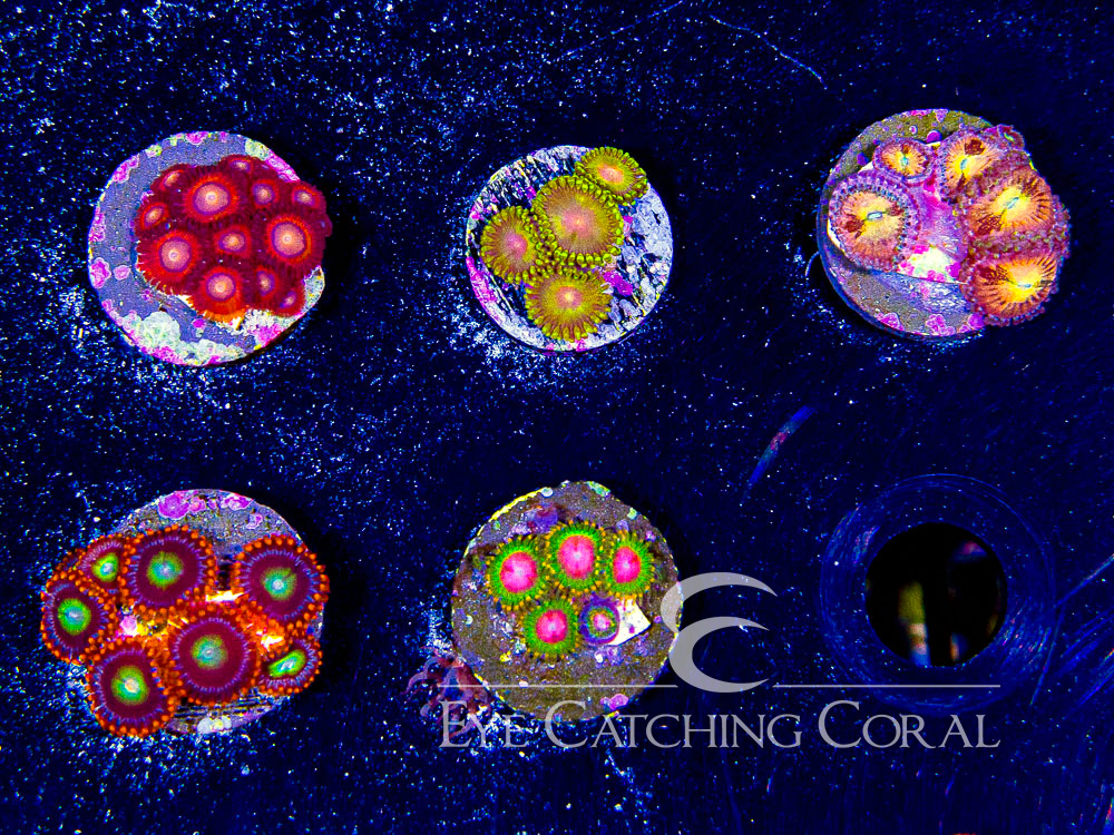 ECC Assorted Zoanthids Aquacultured Coral Frag Pack