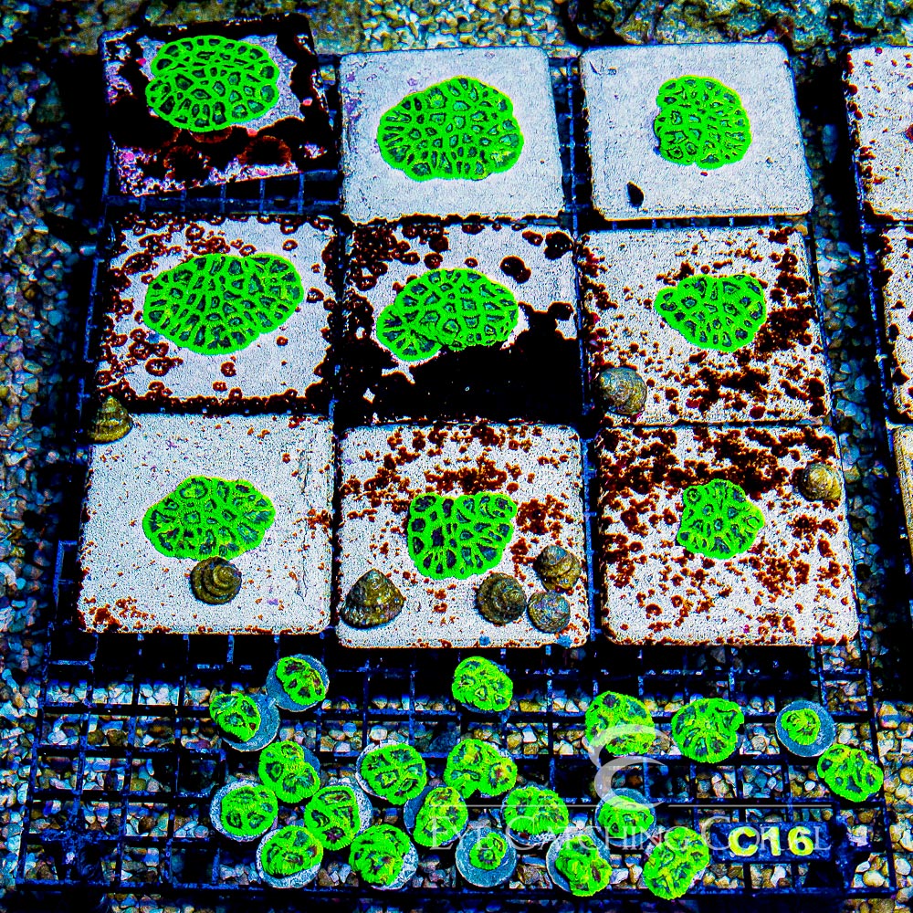 CC Green Goblin Favia Frag