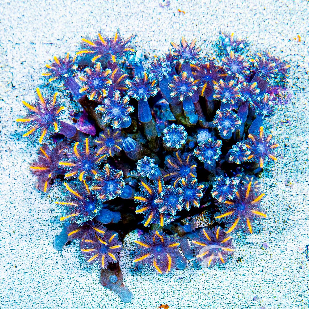 ECC Candy Corn Clove Polyp Frag