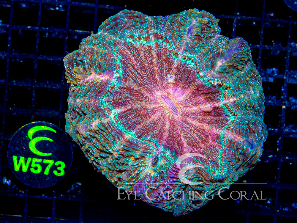 Indo Acanthophyllia XL - Disc W573