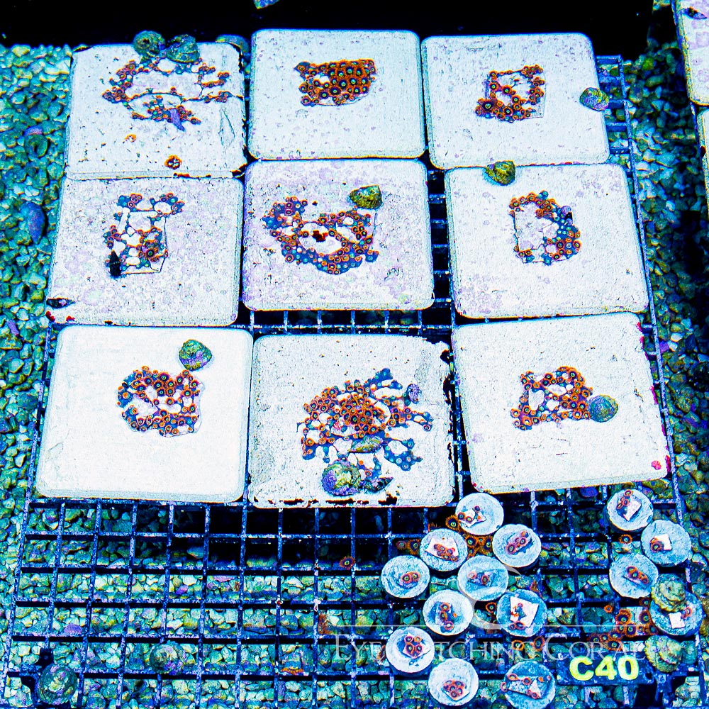 ECC Rainbow Hornet Zoanthid Frag (4+ Polyp Average)