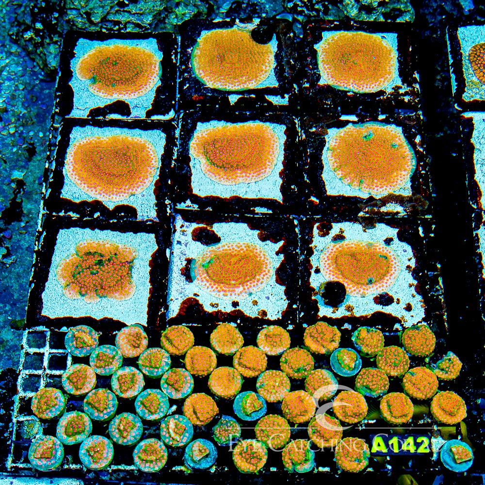 JF Spellbound Cyphastrea Frag