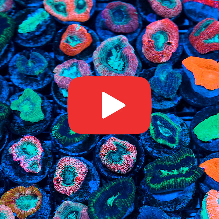 Acan Bowerbanki Frag