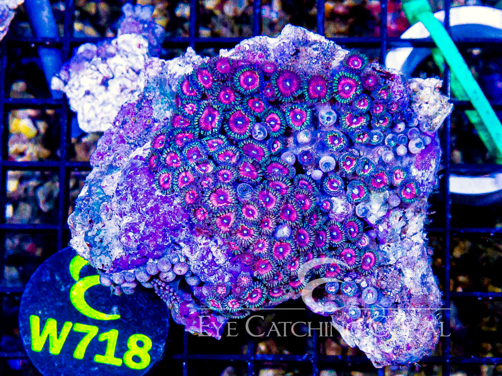 Indo Zoanthid Ultra (Sorted by Size & Color) Level 3 - Disc W718