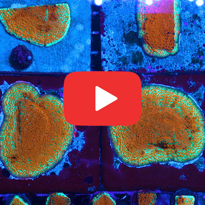 ECC Chili Pepper Montipora Frag