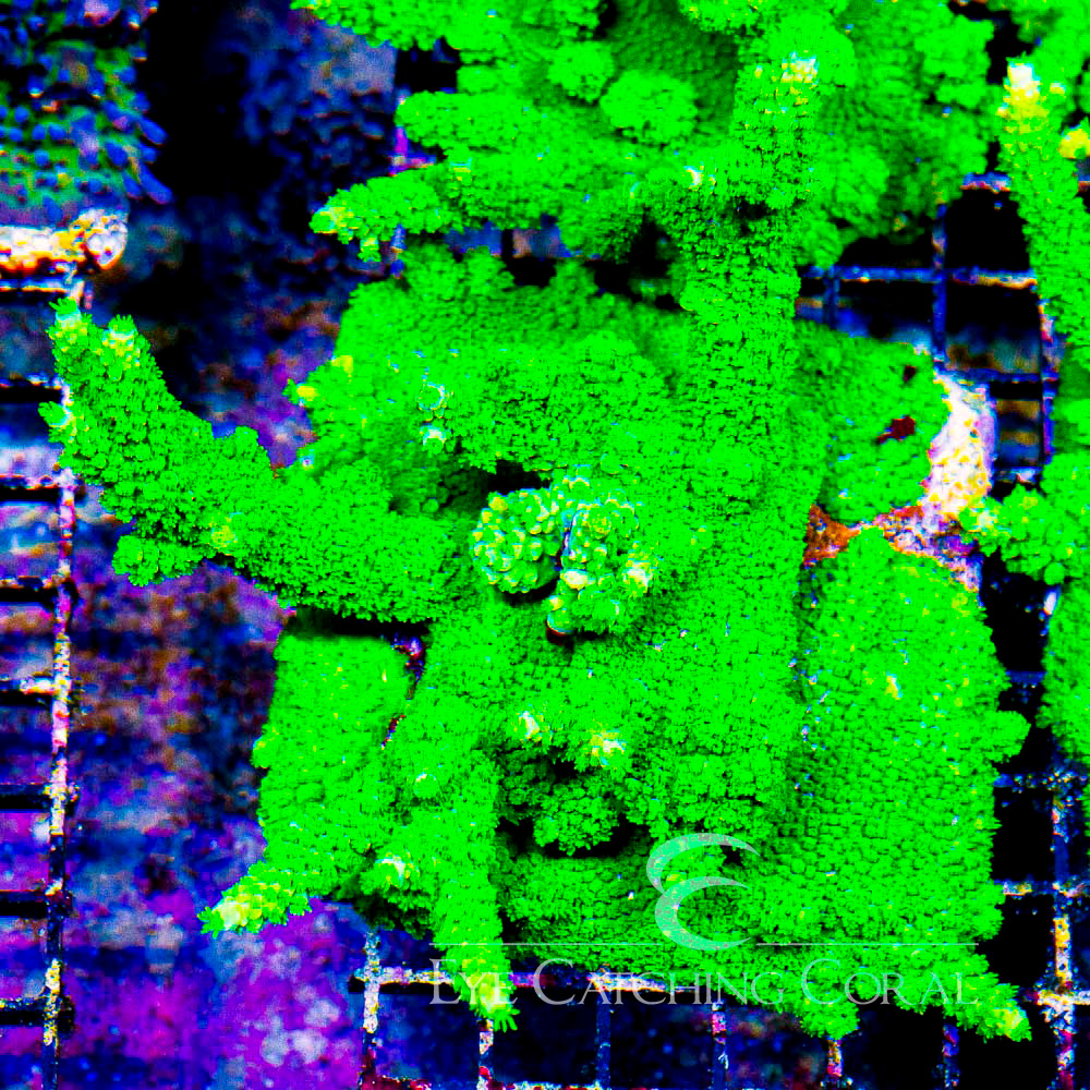 ECC Bali Green Slimer Acropora Frag