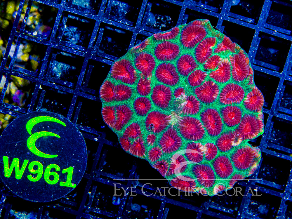 Aussie Favia Watermelon S - Disc W961