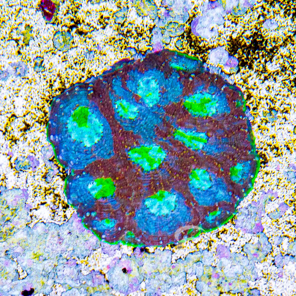 ECC Passion Fruit Echinata Frag