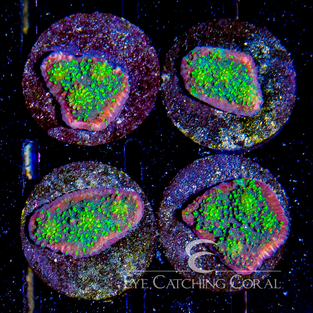 ECC Warped Reality Chalice Frag