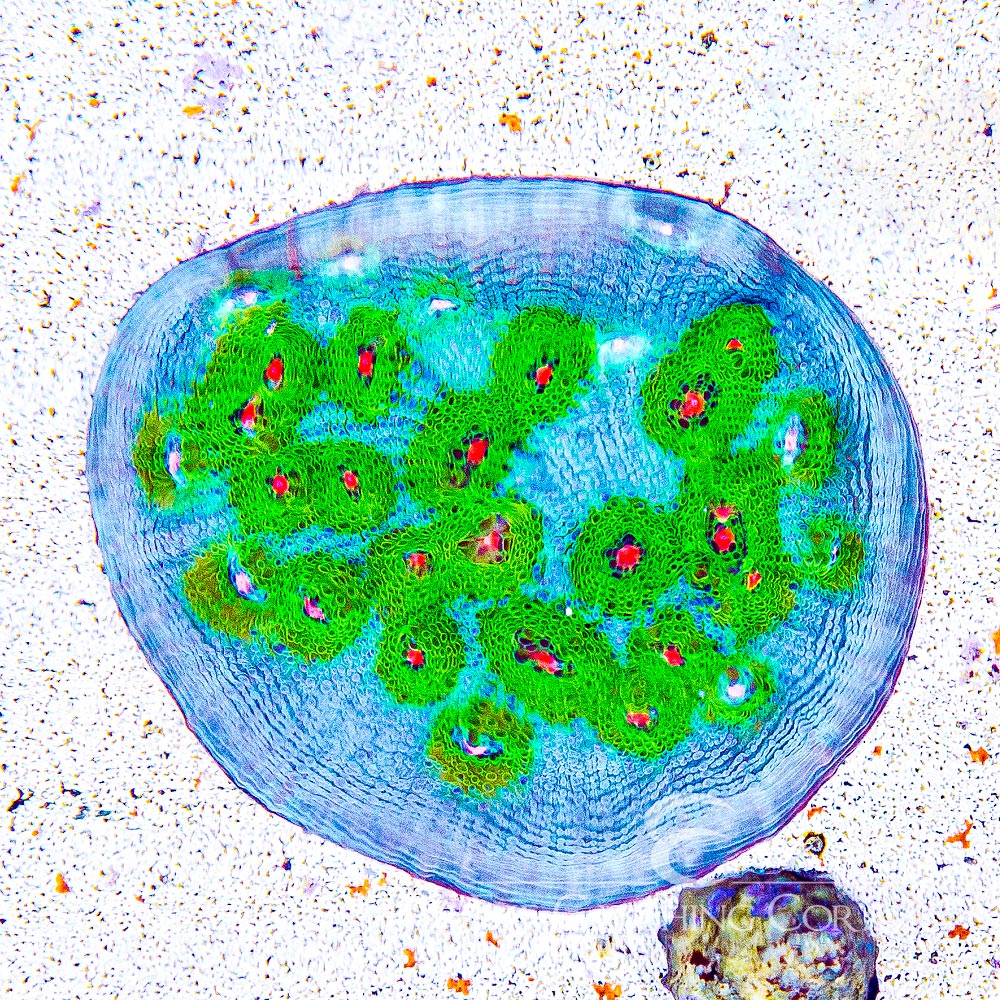 Tidal Gardens Riddler Chalice Frag