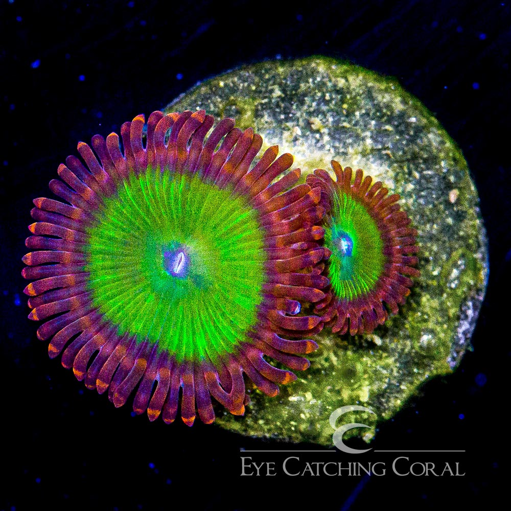 ECC Oompa Loompa Palythoa Frag (4+ Polyp Average)