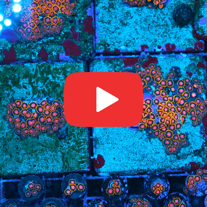 ECC Sunburst Zoanthid Frag (4+ Polyp Average)