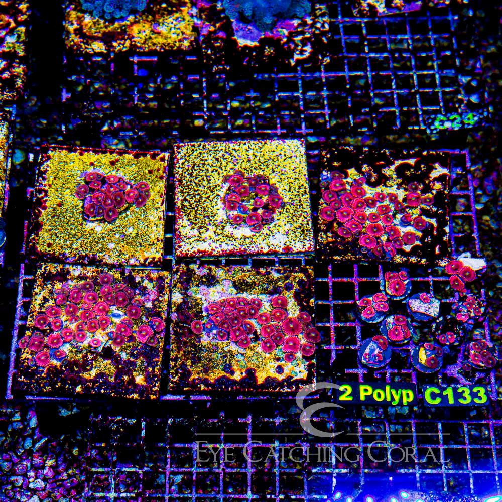 ECC Pink Sapphire Zoanthid Frag (2+ Polyp Average)