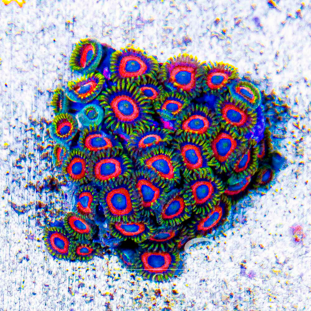 ECC Eagle Eye Zoanthid Frag (4+ Polyp Average)