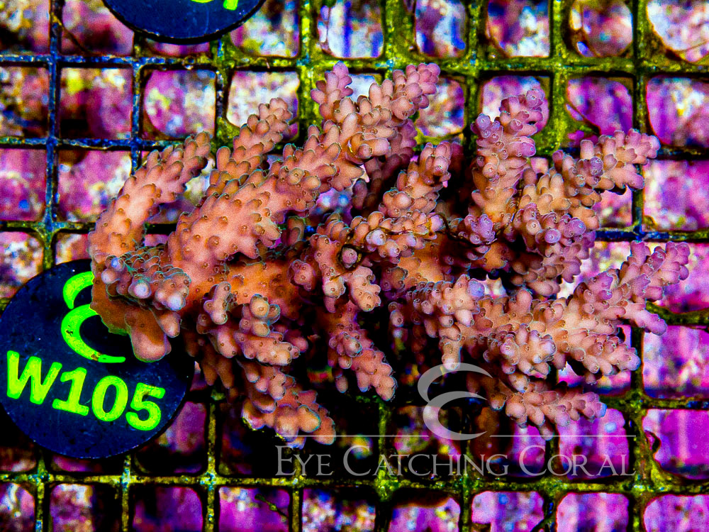 Aussie Acropora - Priced by size and color  L - Disc W105