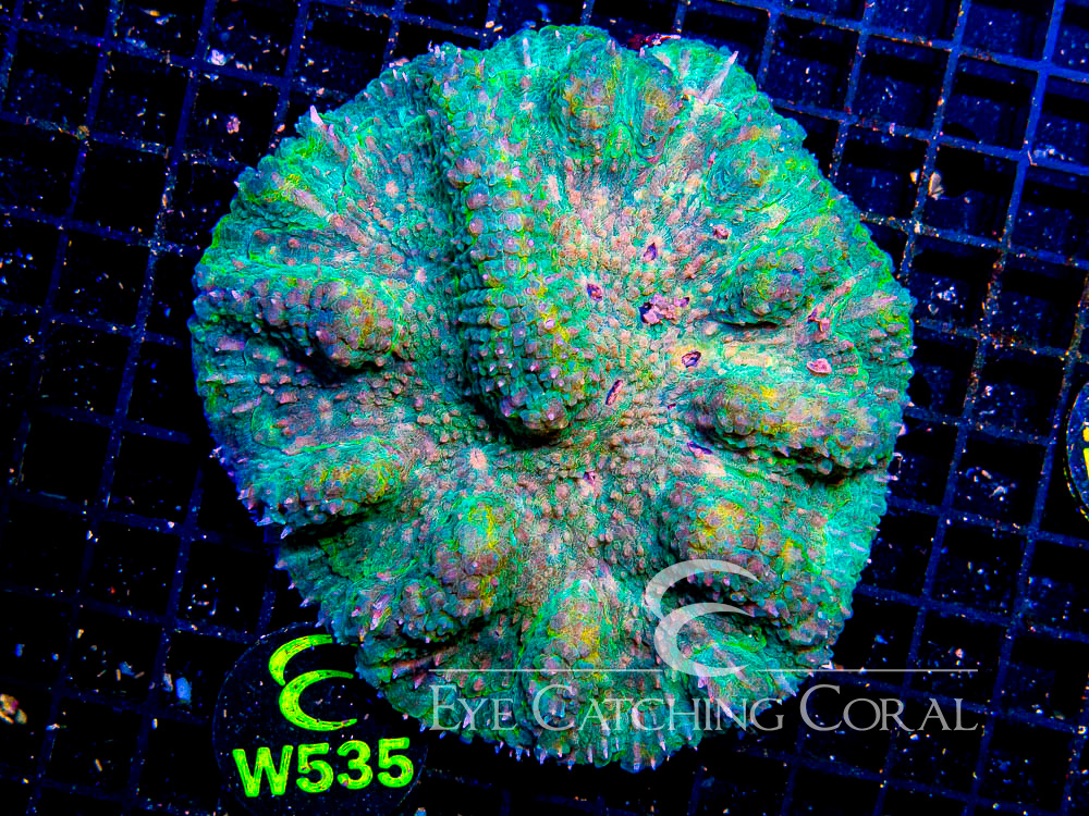 Indo Lobophyllia or Symphyllia XL - Disc W535