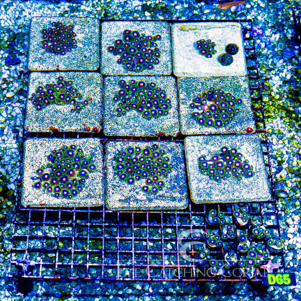 ECC Blow Pops Zoanthid Frag (4+ Polyp Average)