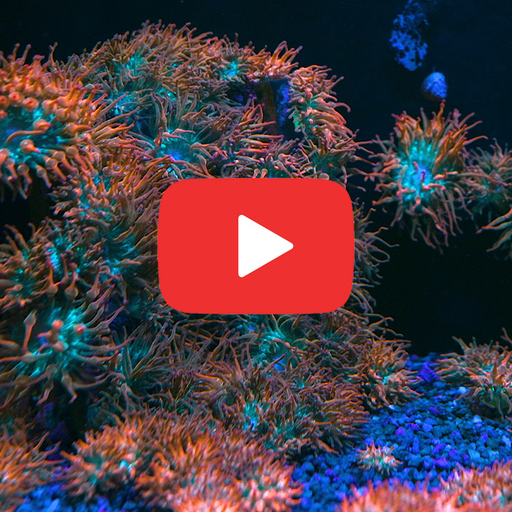 ECC Rainbow Bubble Tip Anemone