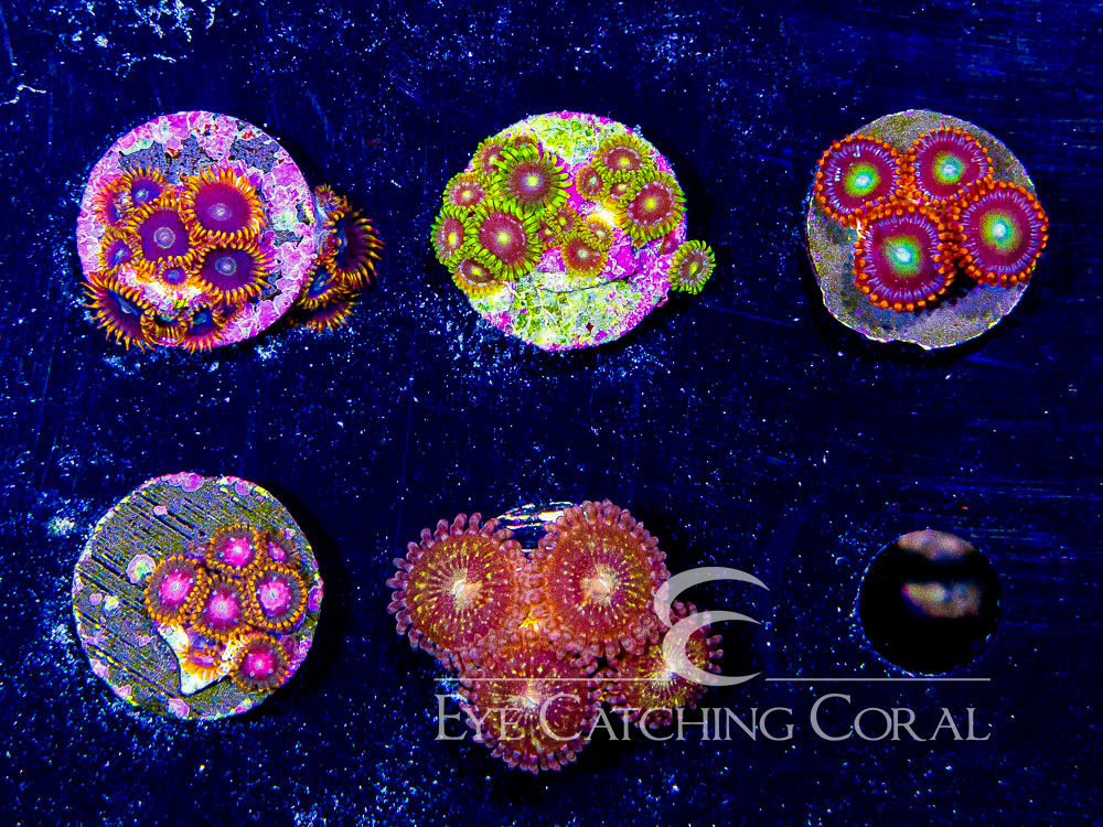 ECC Assorted Zoanthids Aquacultured Coral Frag Pack