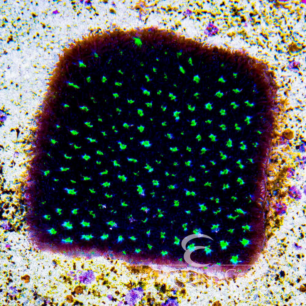ECC Colossus Leptastrea Frag