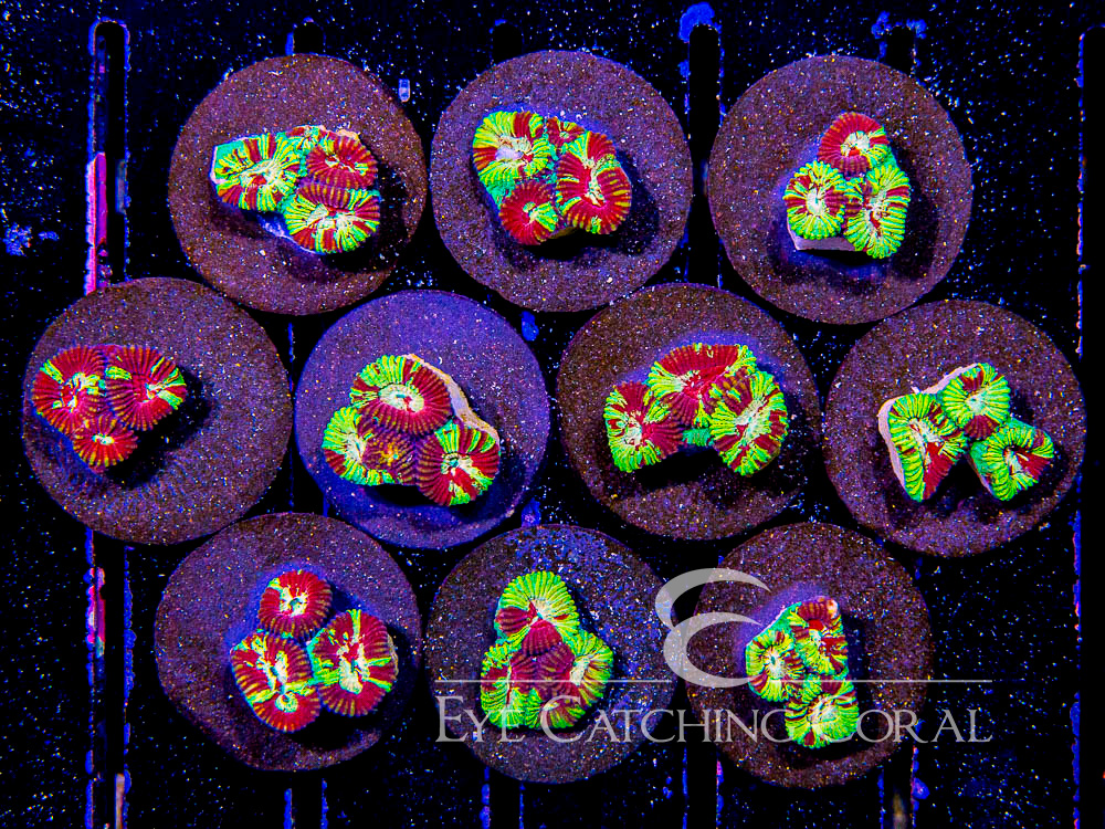 ECC Static Crack Favia Frag