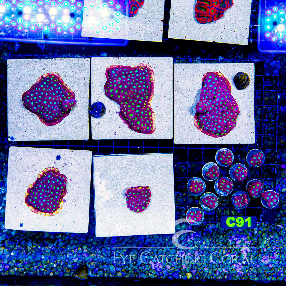 ECC Flame Crest Favia Frag