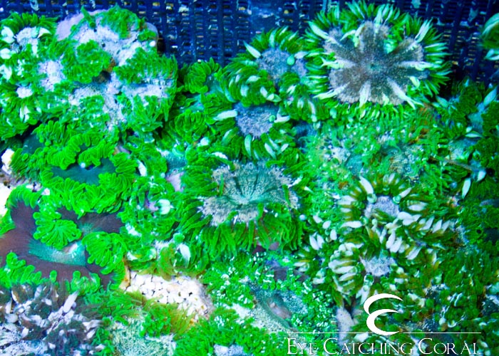 Rock Flower Anemone Green Multicolor