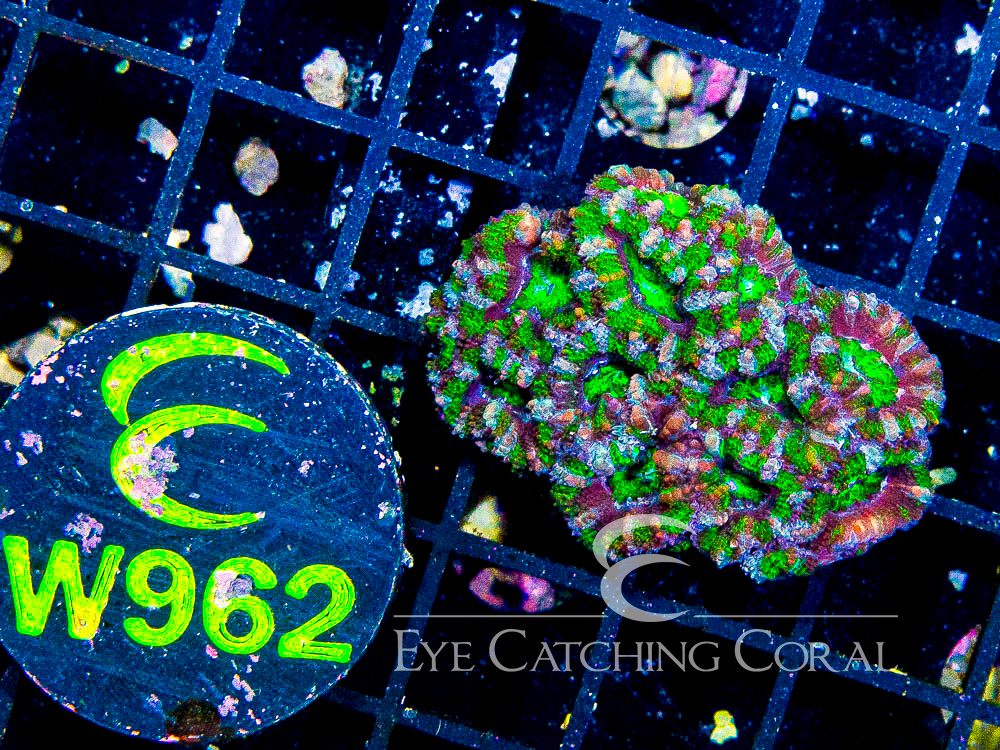 Aussie Acan Lord Neon Green XXS - Disc W962