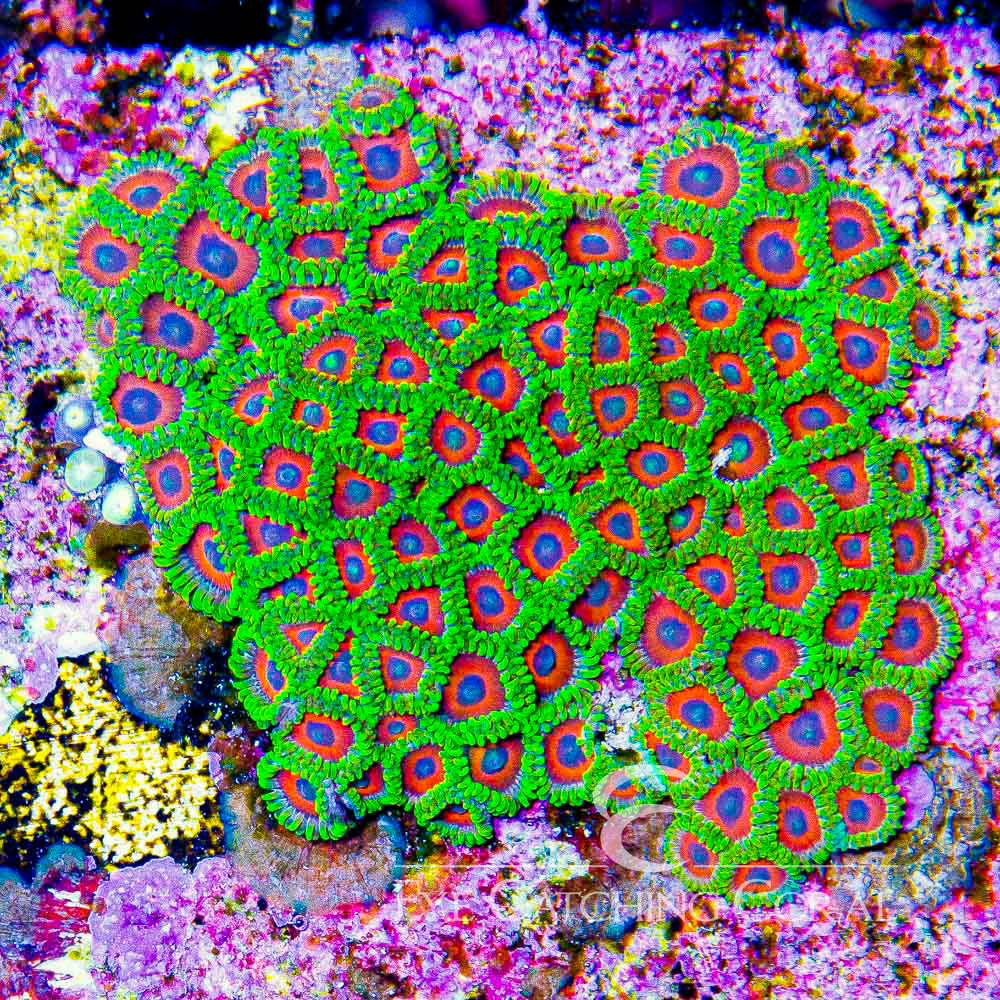 ECC Wammin Watermelon Zoanthid Frag