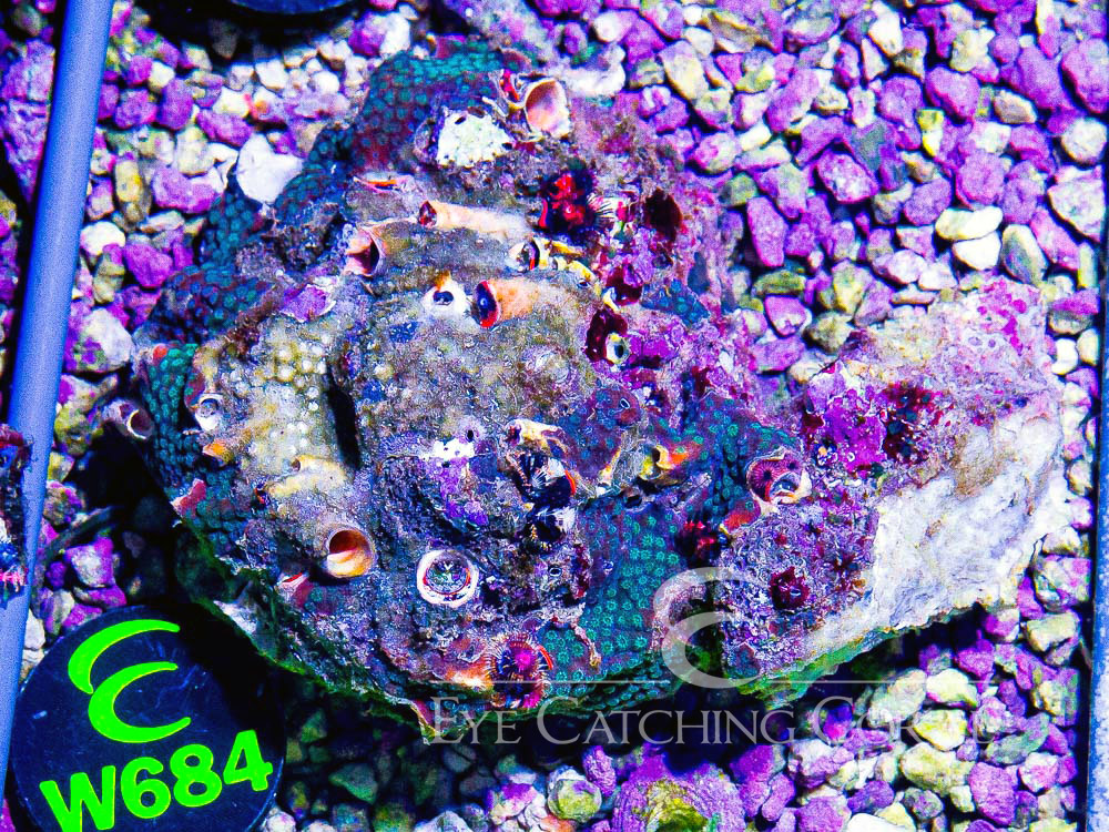Aussie Christmas Tree Worm on Rock L - Disc W684