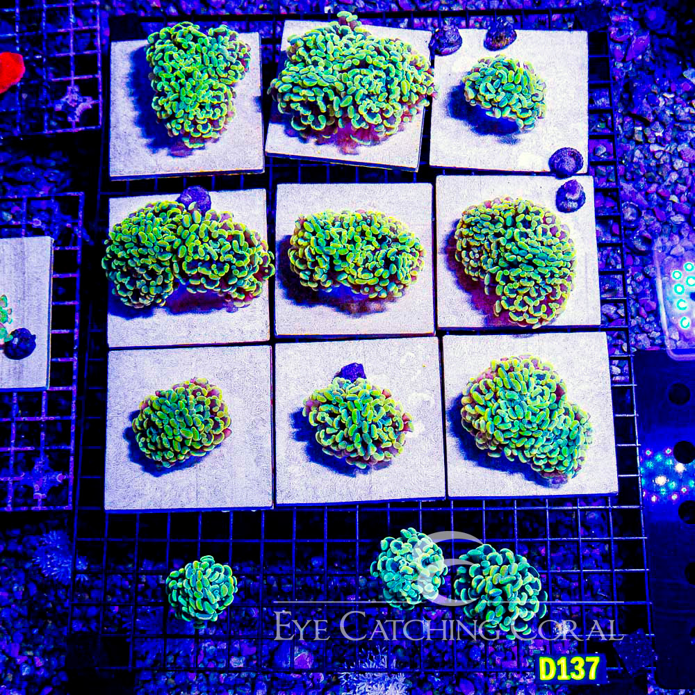 ECC Dead Ringer Hammer Frag