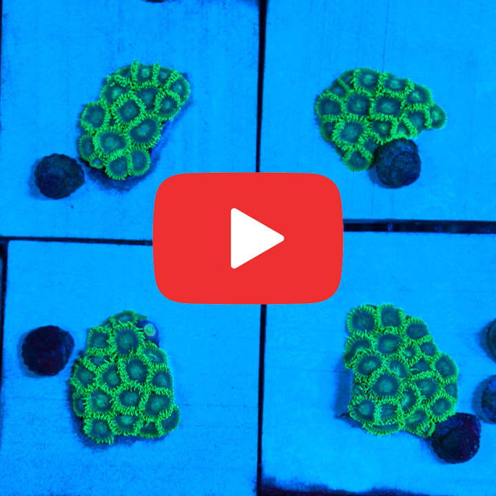 ECC Ice Breaker Zoanthid Frag