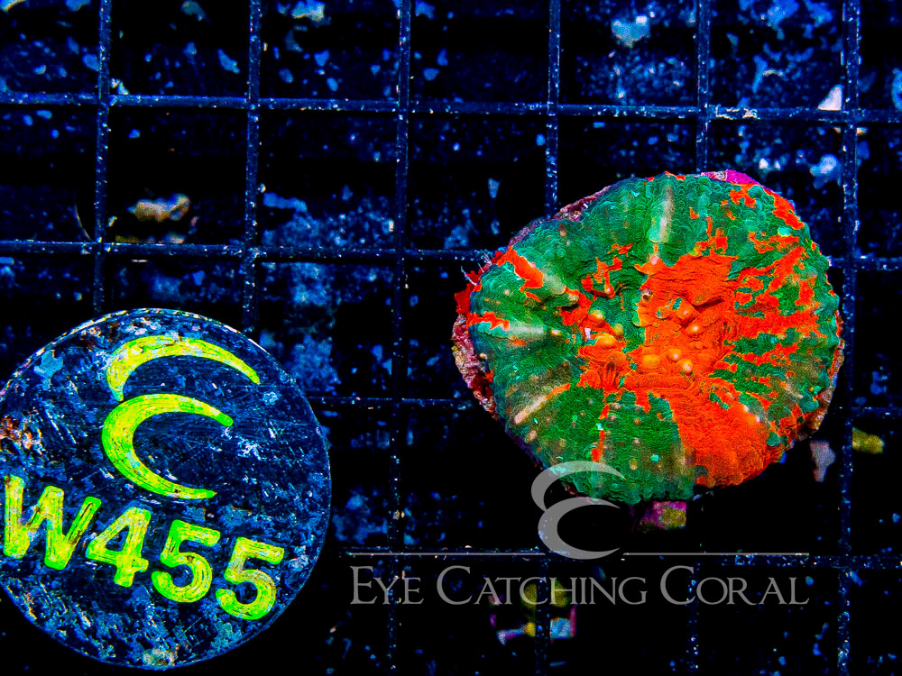 Aussie Scoly Ultra Other Color Type S - Disc W455