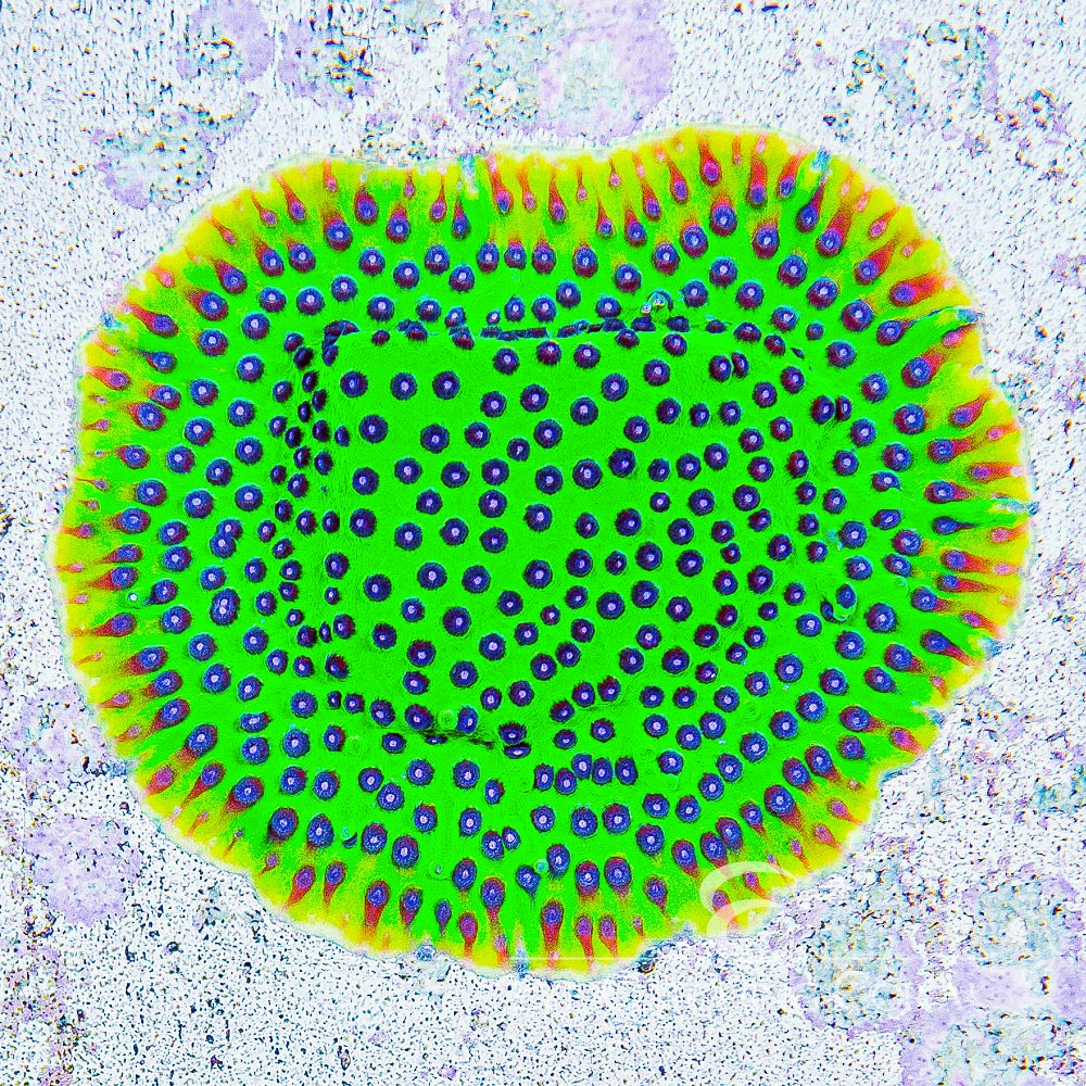 ECC Master PPE Cyphastrea Frag