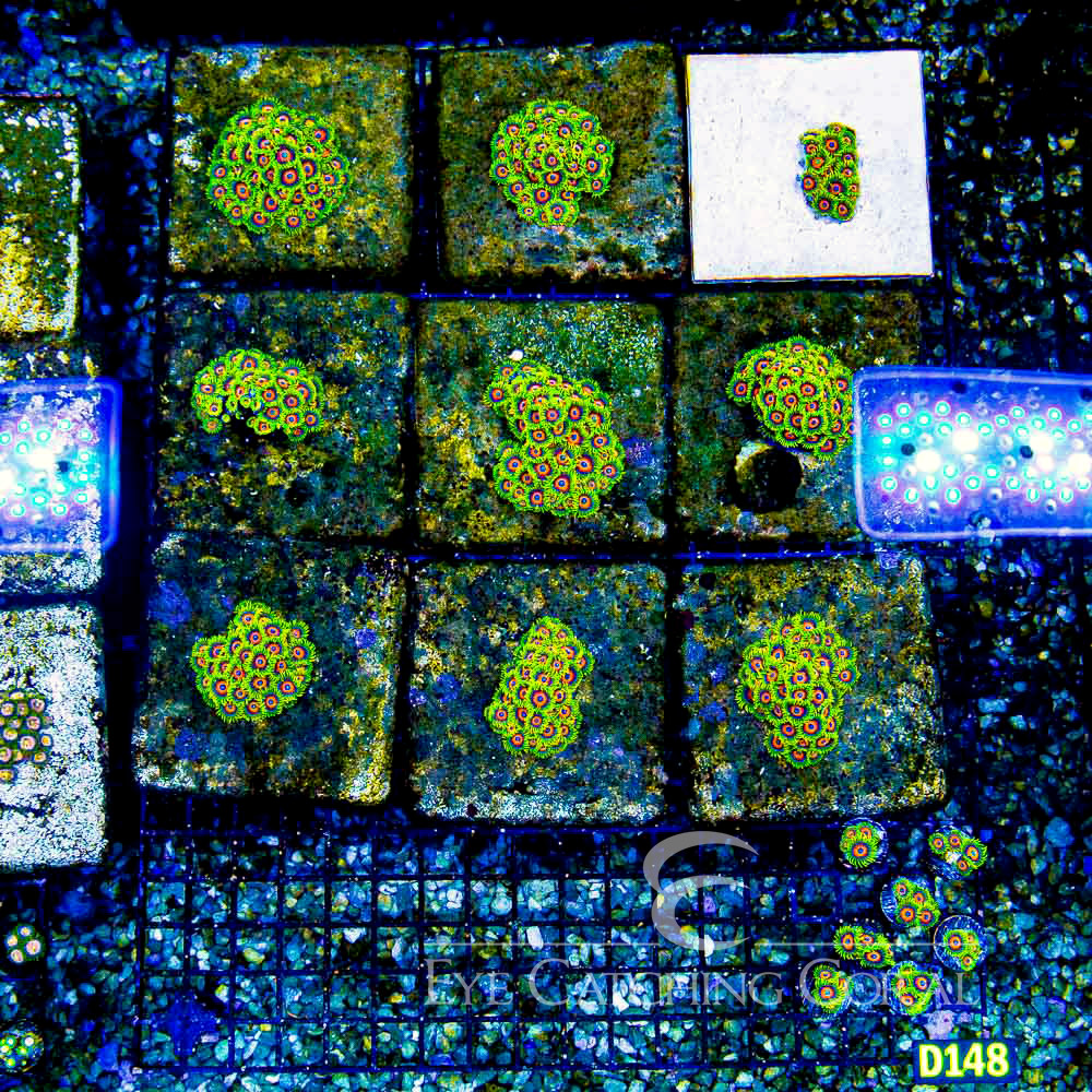 ECC Lazy Lashes Zoanthid Frag