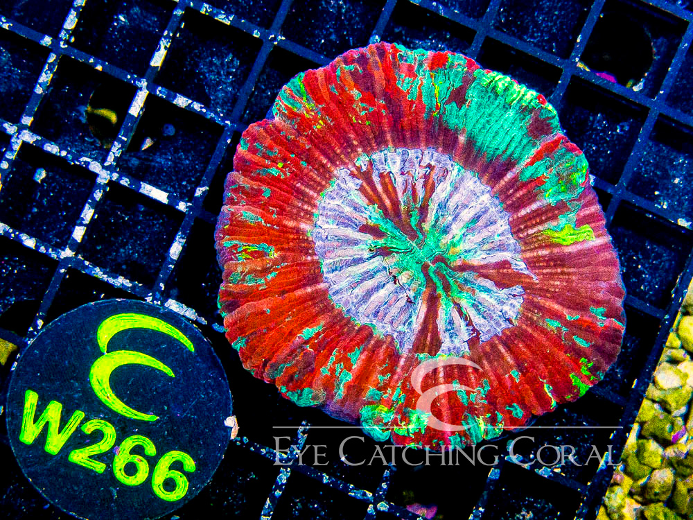 Indo Trachy L - Disc W266