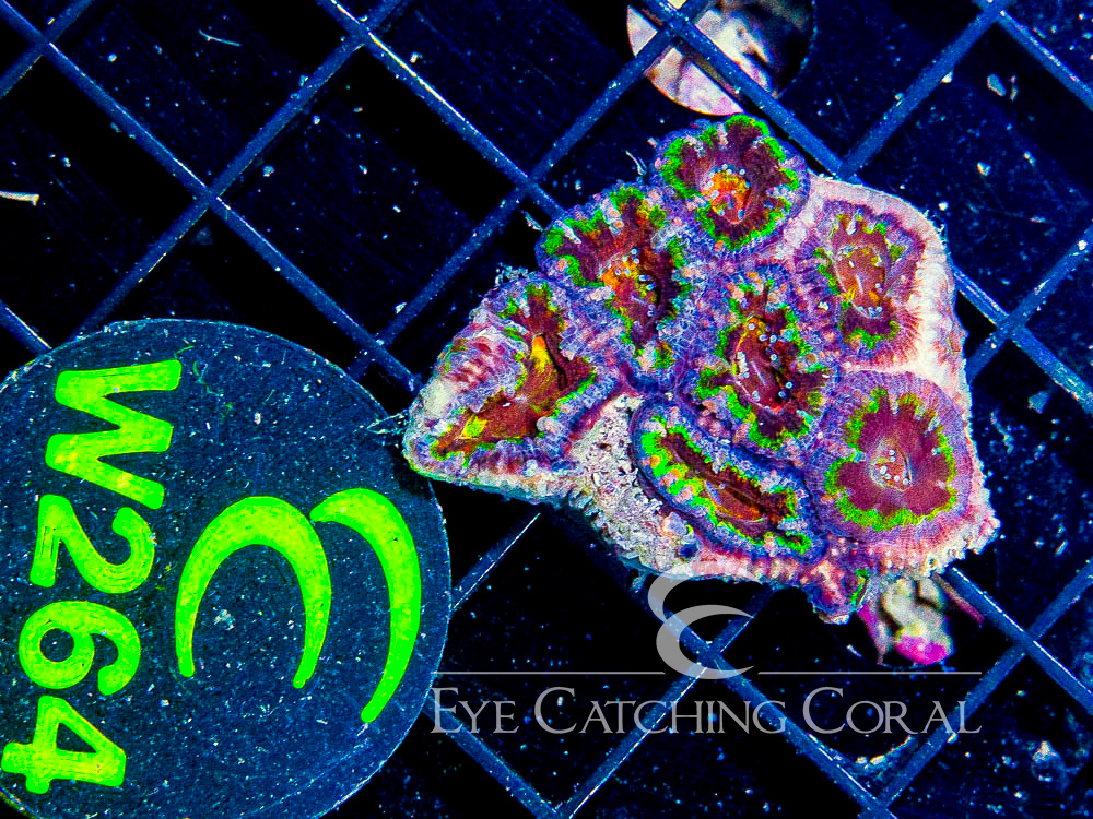 Aussie Acan Lord Rainbow or Super Ultra XXS - Disc W264