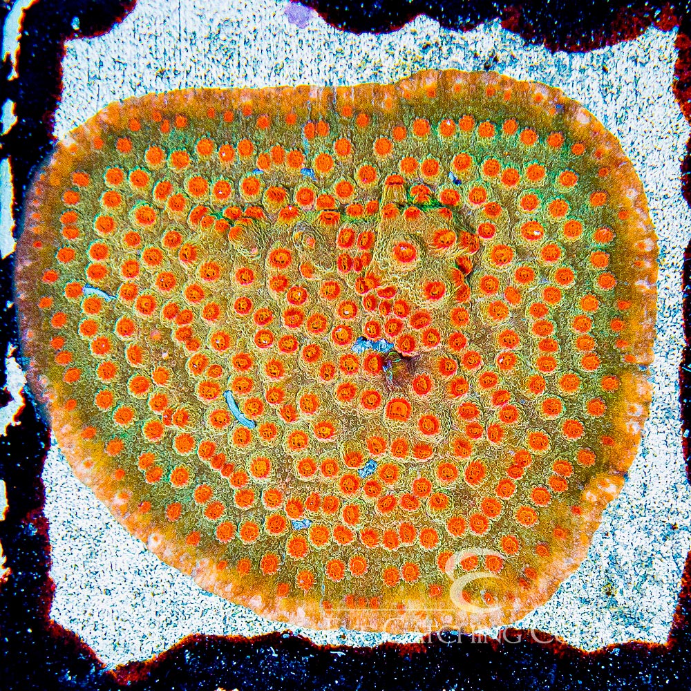 Jason Fox Flicka Flame Cyphastrea Frag