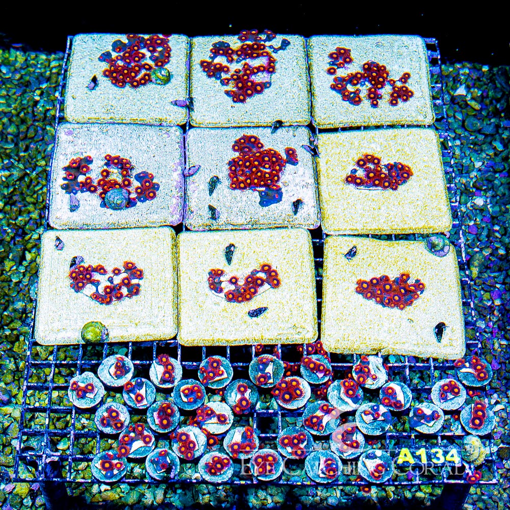 ECC War Birds Zoanthid Frag (4+ Polyp Average)