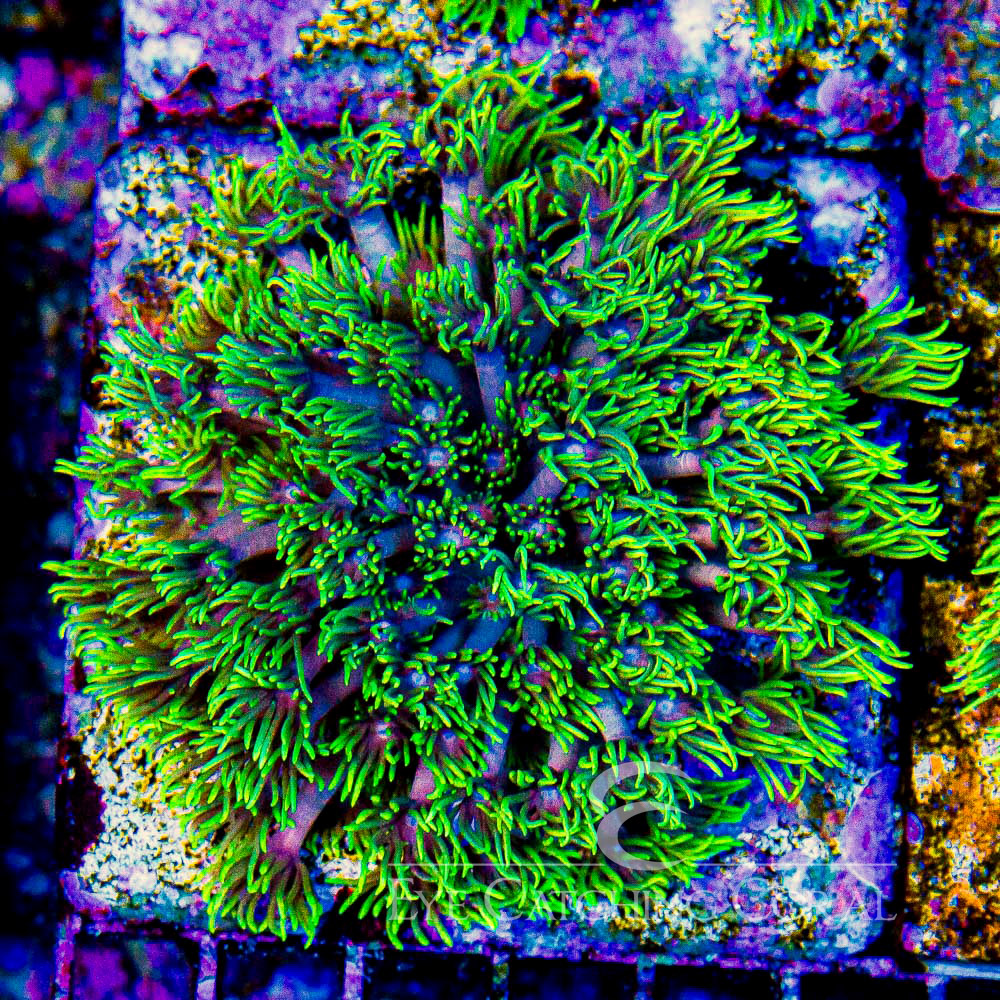 ECC Overlord Goniopora Frag