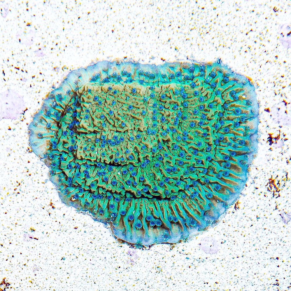 ECC Flower Petal Montipora Frag