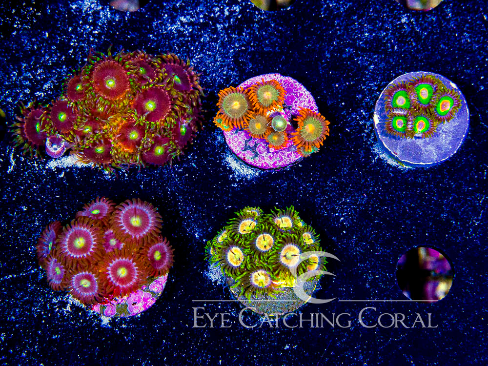 ECC Assorted Zoanthids Aquacultured Coral Frag Pack
