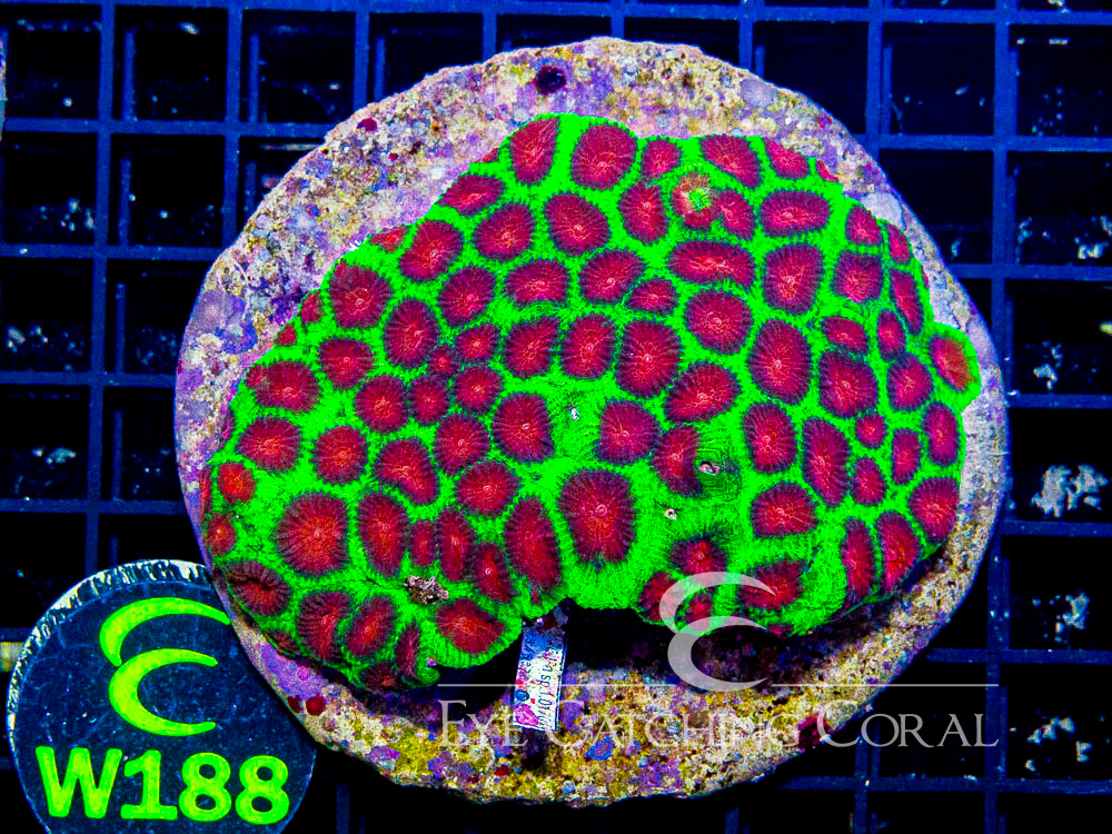Indo Favia Ultra Hand Picked L - Disc W188