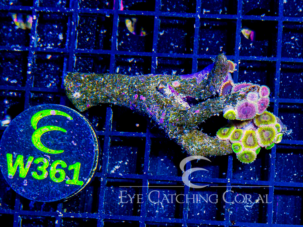 Indo Zoanthid Ultra (Sorted by Size & Color) Level 2 - Disc W361
