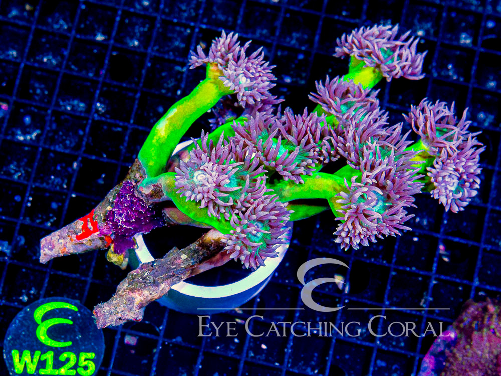 Aussie Duncans Branching 13-17 Headed Colony - Disc W125