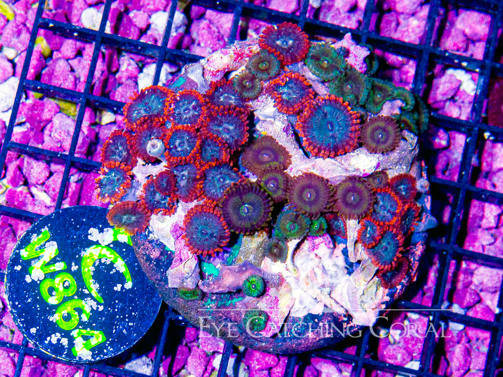 Indo Zoanthid M- Disc w864