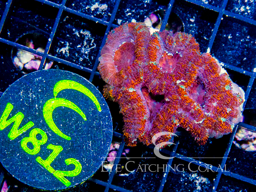 Aussie Acan Lord Rainbow or Super Ultra XS - Disc W812