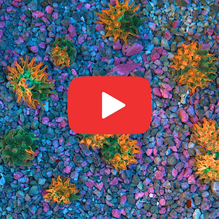 Spectacular Eye Catching Coral Artwork for Desktop Spectacular Eye Catching Coral Artwork for Desktop