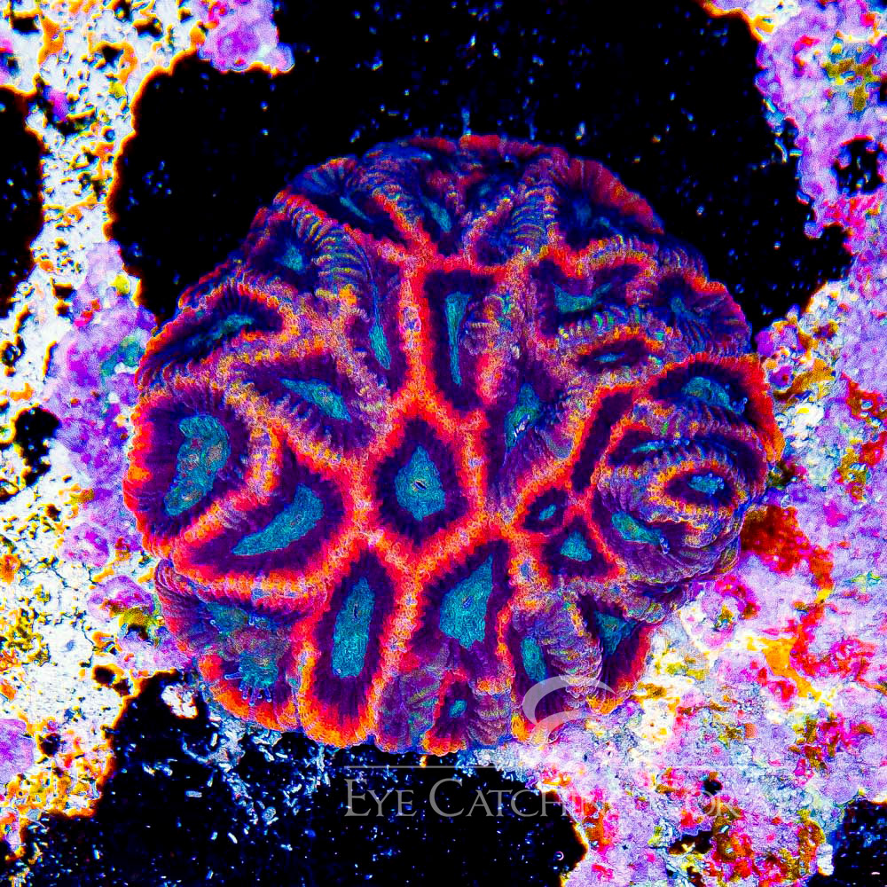 ECC Galactic Flame Micro Favia Frag