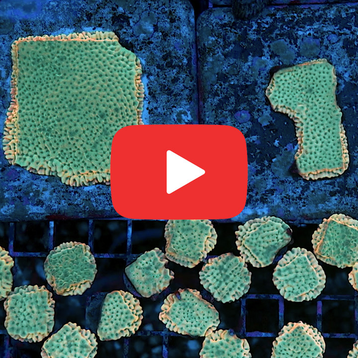 ECC Garden of Eden Montipora Frag